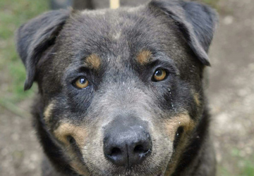 Beauceron Temperament Beauceron Service Dog Discount Beauceron In