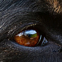 Beauceron suchen ihren Menschen