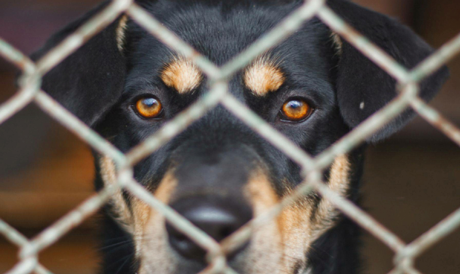 Die Bewältigung erfordert Stressmanagement, Entspannungstraining, Gewöhnung an Reize, um dem robusten Arbeitshund zu helfen, seine natürliche Intelligenz und Arbeitsfreude positiv zu nutzen, anstatt von Angst überwältigt zu werden.