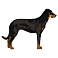 Beauceron in Not