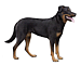 Beauceron in Not